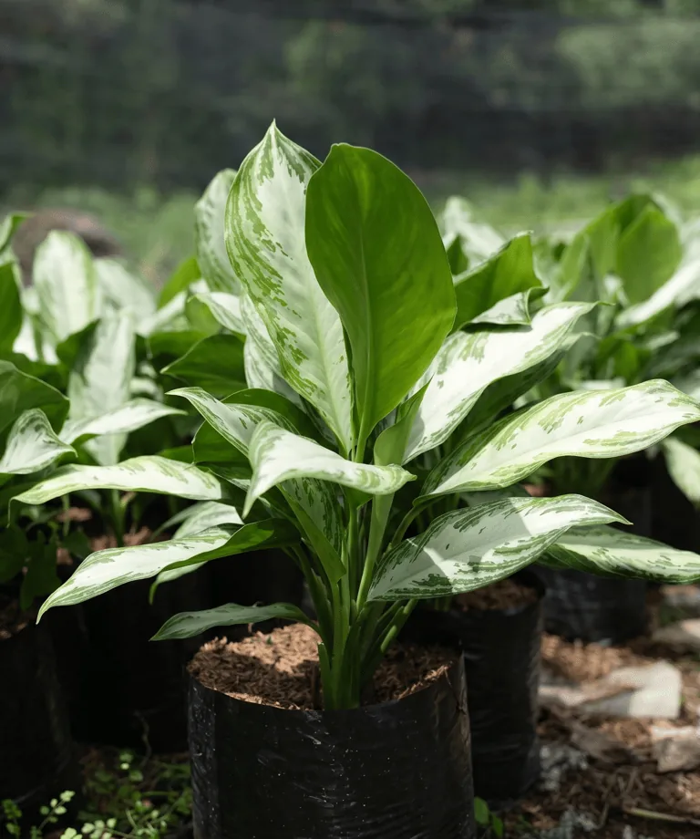 Aglonema patico