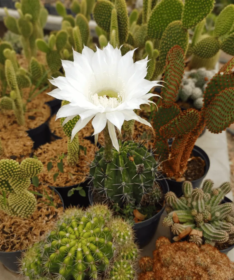 Cactus variados