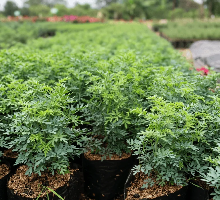 Ruda en el vivero de Chinauta, Fusagasugá