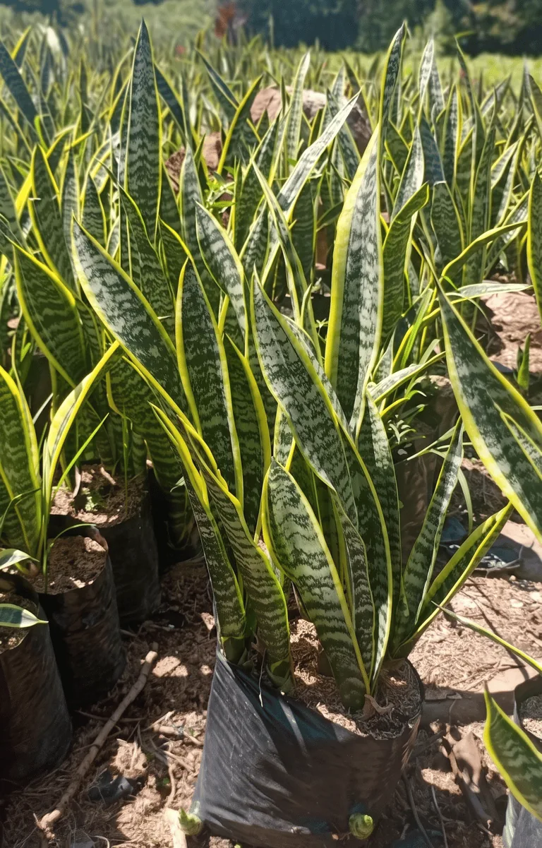 Sansiviera en el vivero de Chinauta, Fusagasugá