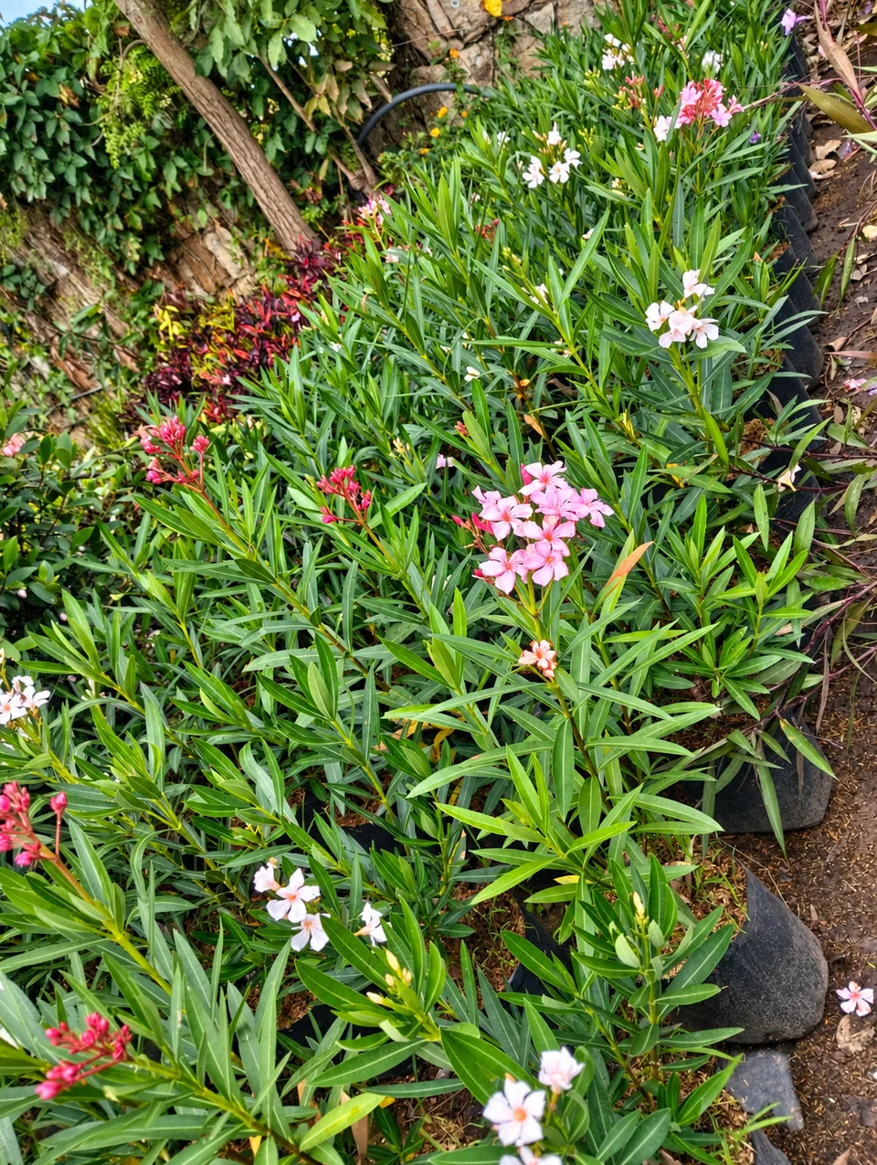 Abanos en el vivero de Chinauta, Fusagasugá