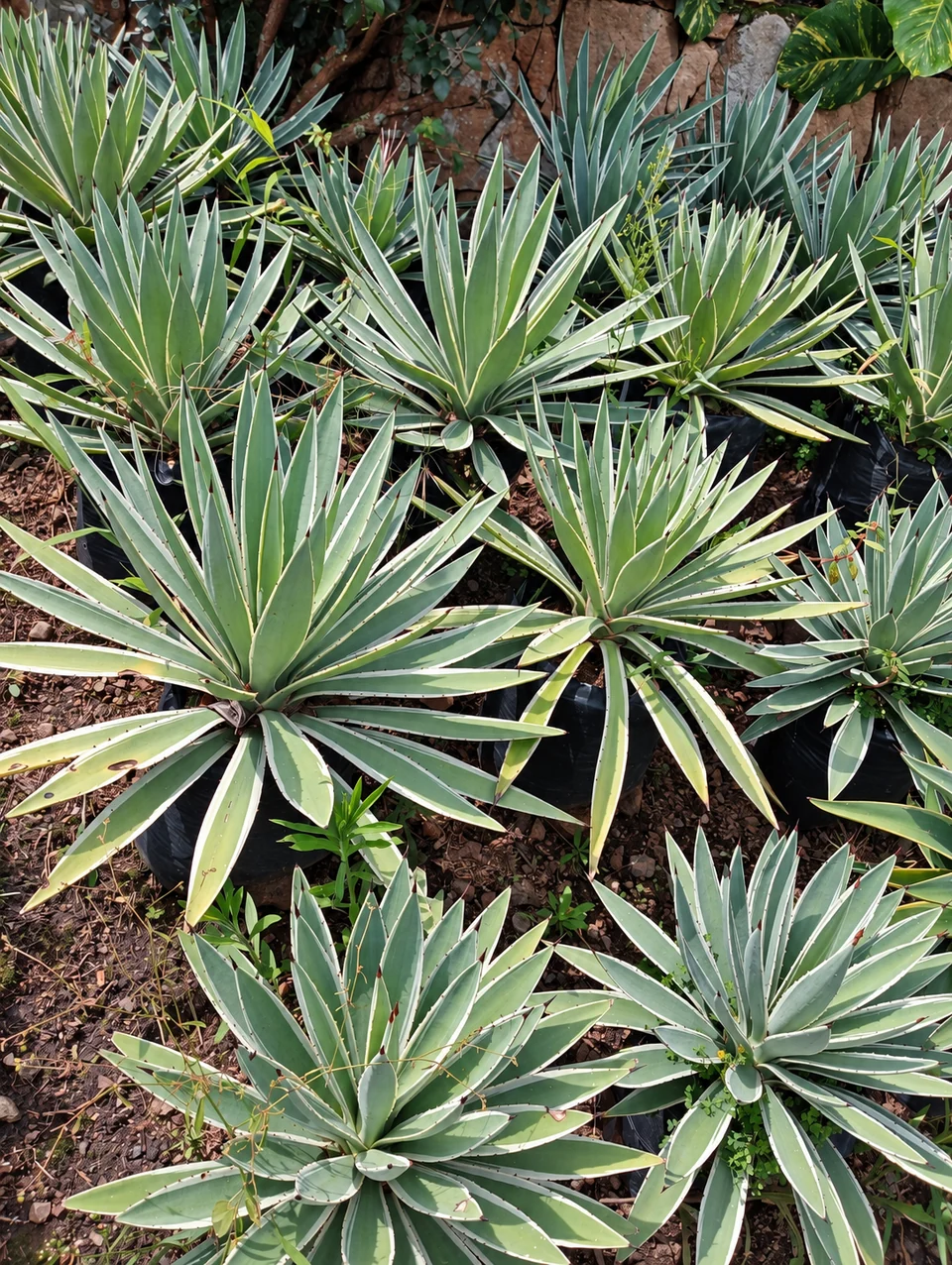 Agaves en el vivero de Chinauta, Fusagasugá