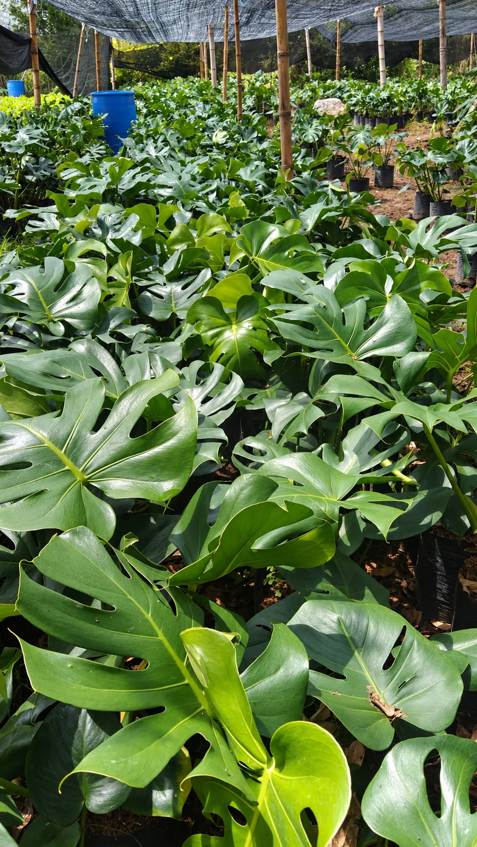 Balasos en el vivero de Chinauta, Fusagasugá