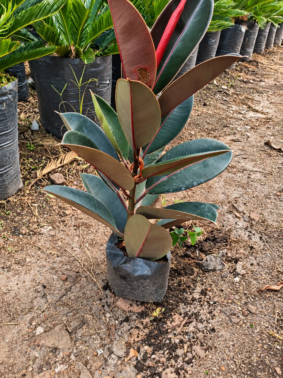 Caucho militar en el vivero de Chinauta, Fusagasugá