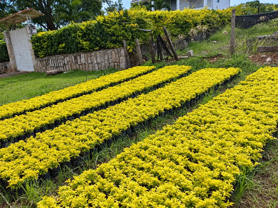 Durante limon en el vivero de Chinauta, Fusagasugá