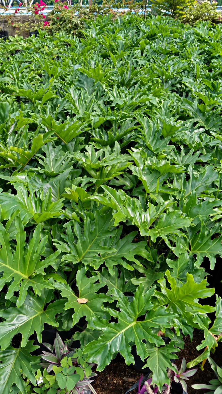 Filodendro de hoja recortada en el vivero de Chinauta, Fusagasugá