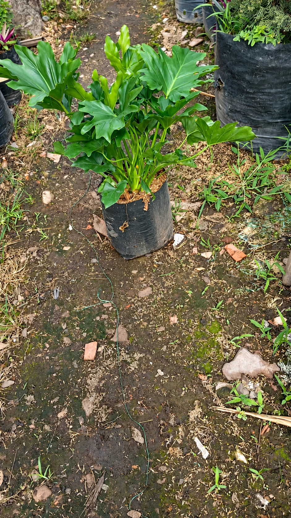 Filuendro selun en el vivero de Chinauta, Fusagasugá