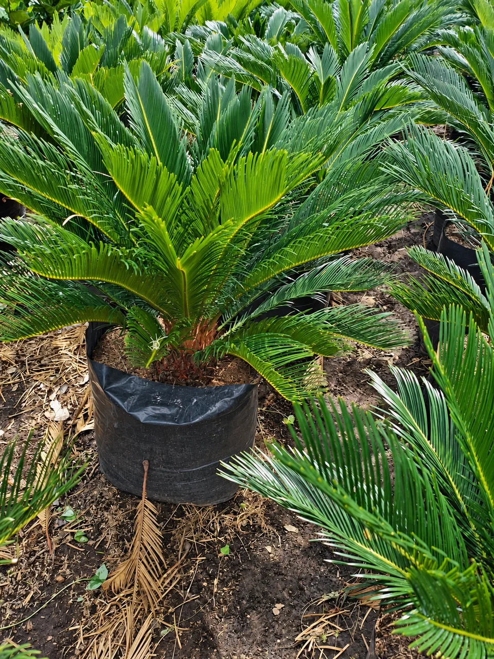 Palma cica en el vivero de Chinauta, Fusagasugá