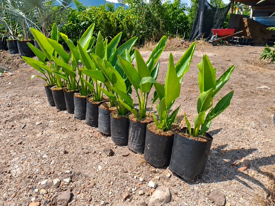 Palma del viajero en el vivero de Chinauta, Fusagasugá