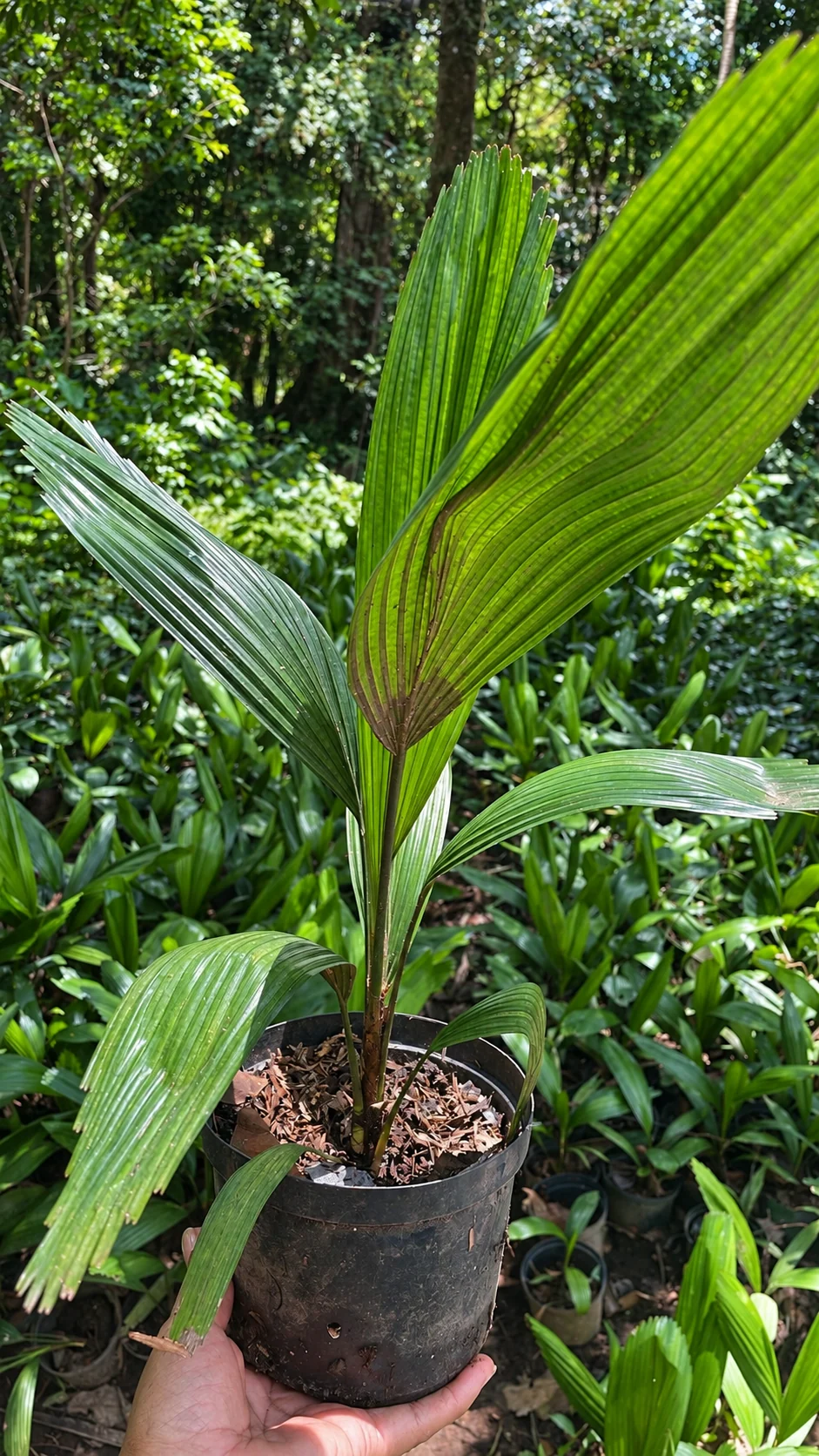Palma licuala en el vivero de Chinauta, Fusagasugá