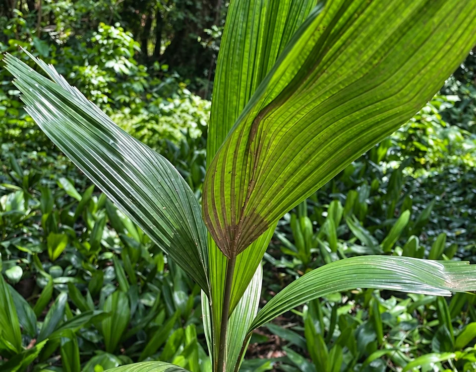 Palma licuala