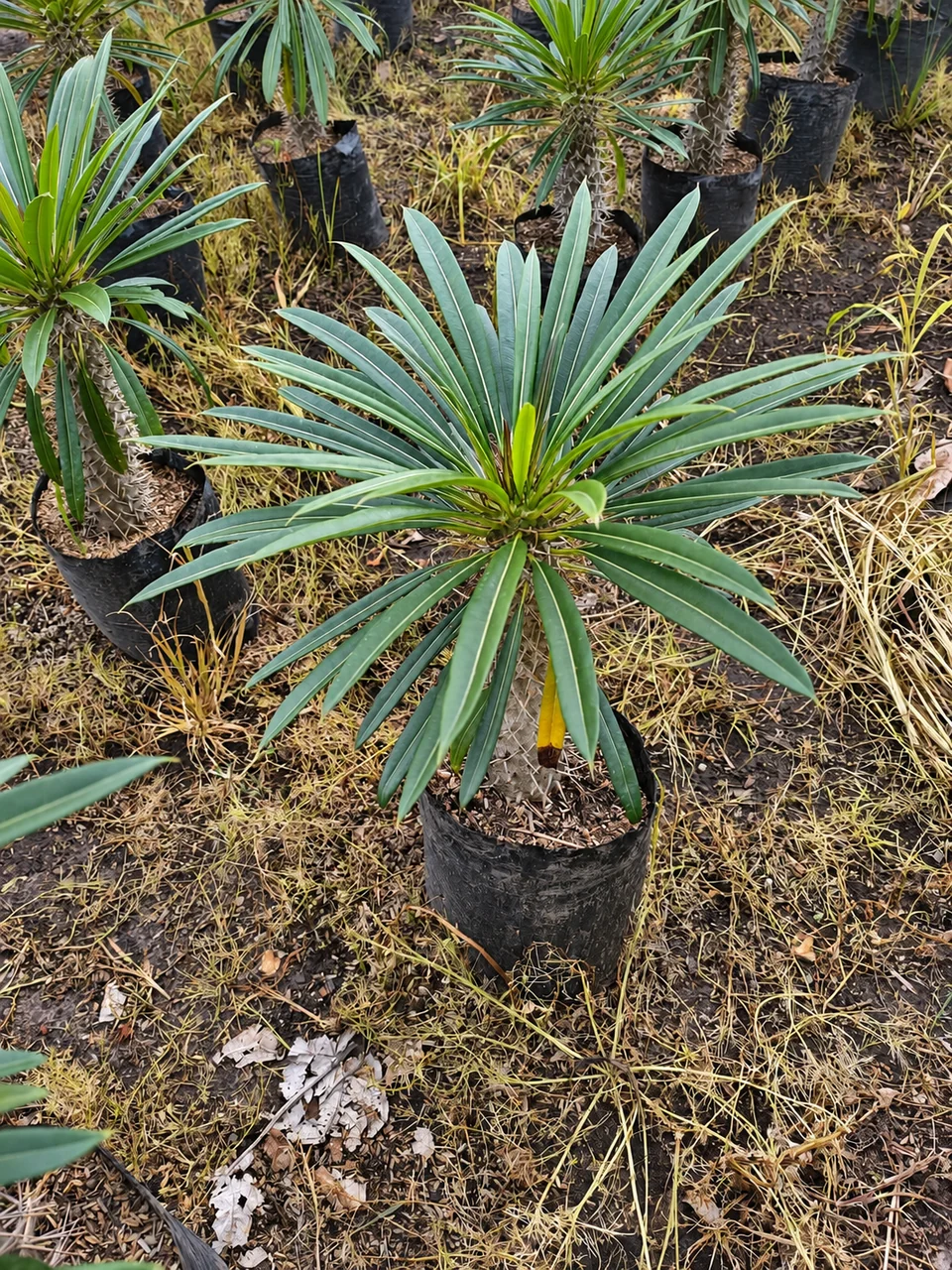 Palma madagascar en el vivero de Chinauta, Fusagasugá