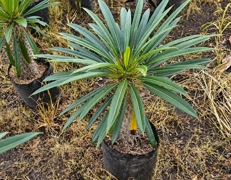 Palma madagascar