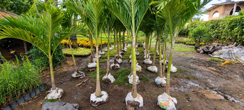 Palma manila en el vivero de Chinauta, Fusagasugá