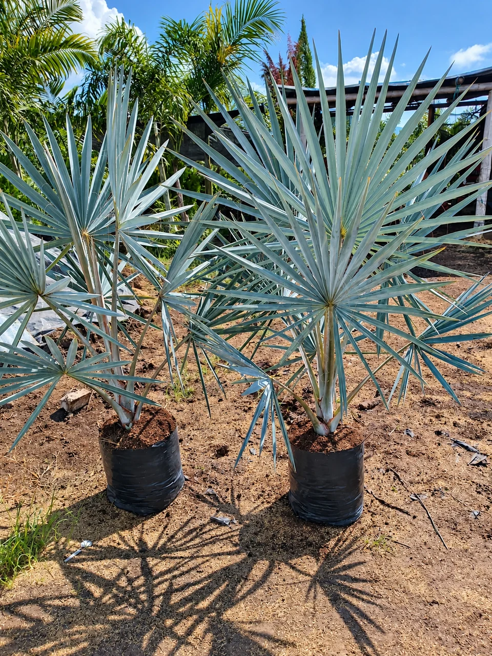 Palma vilmarkia en el vivero de Chinauta, Fusagasugá