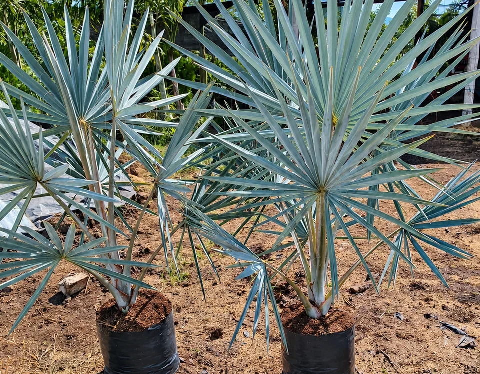 Palma vilmarkia