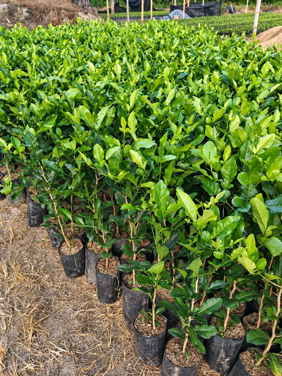 sunglia en el vivero de Chinauta, Fusagasugá