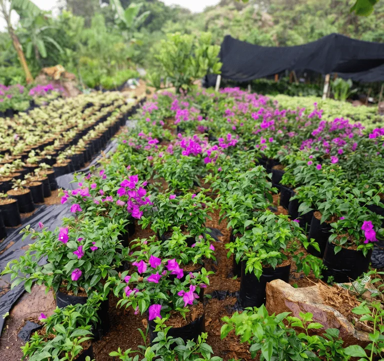 Veranera morada